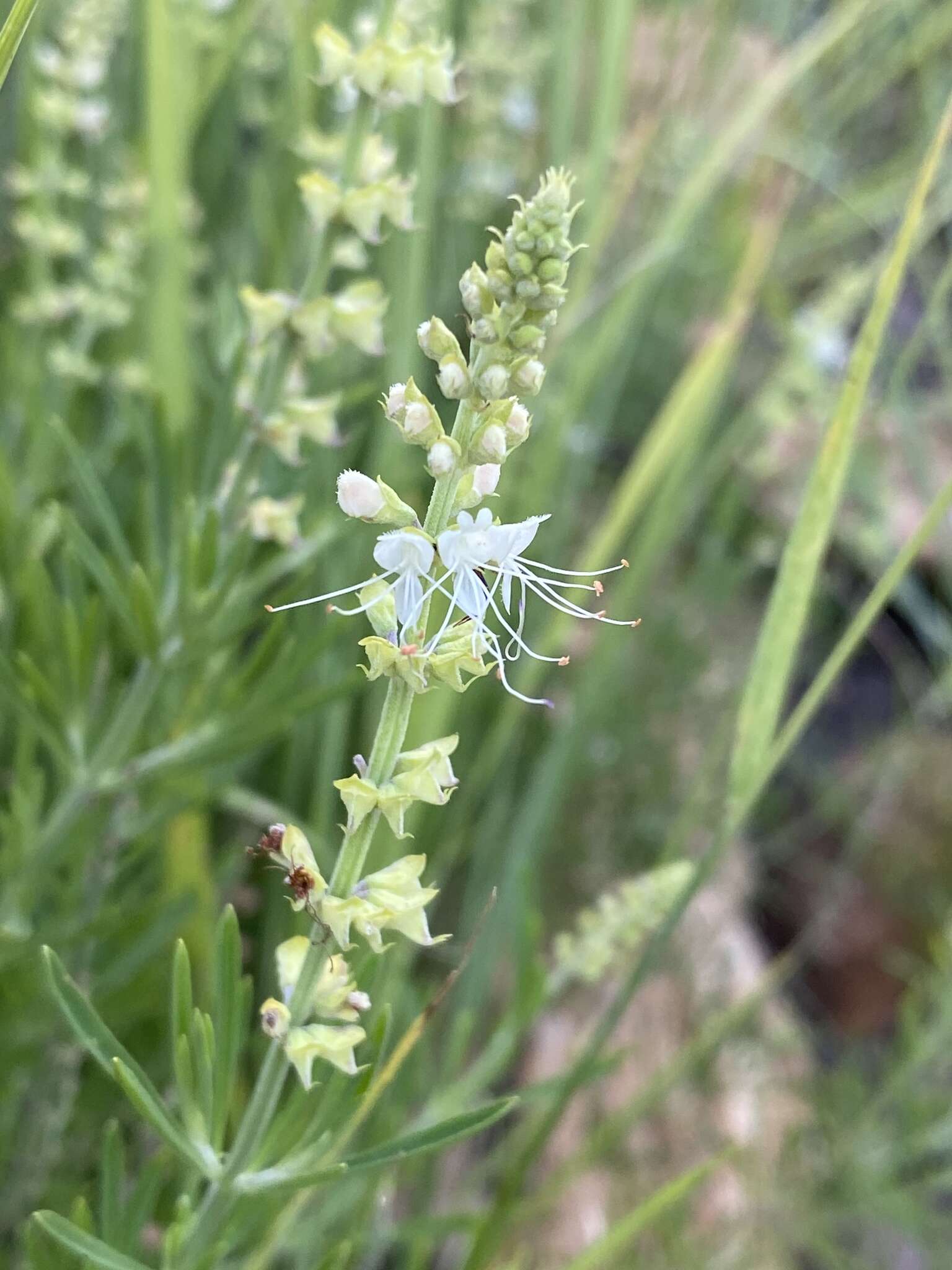 Image of Narrowleaf becium