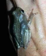 Image of Common Reed Frog