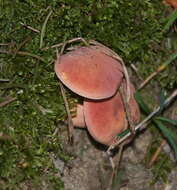 Image of Rheubarbariboletus