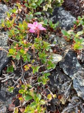 Слика од Rhododendron redowskianum Maxim.