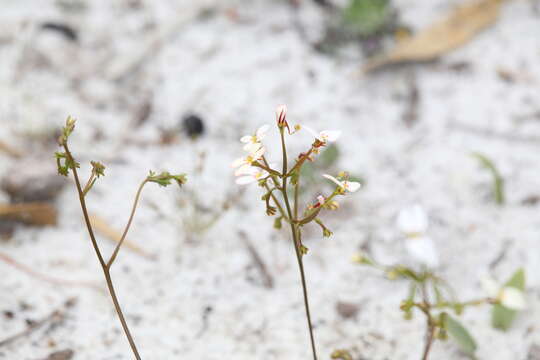 Image of Stylidium rigidulum Sond.