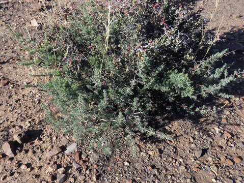 Image de Asparagus glaucus Kies