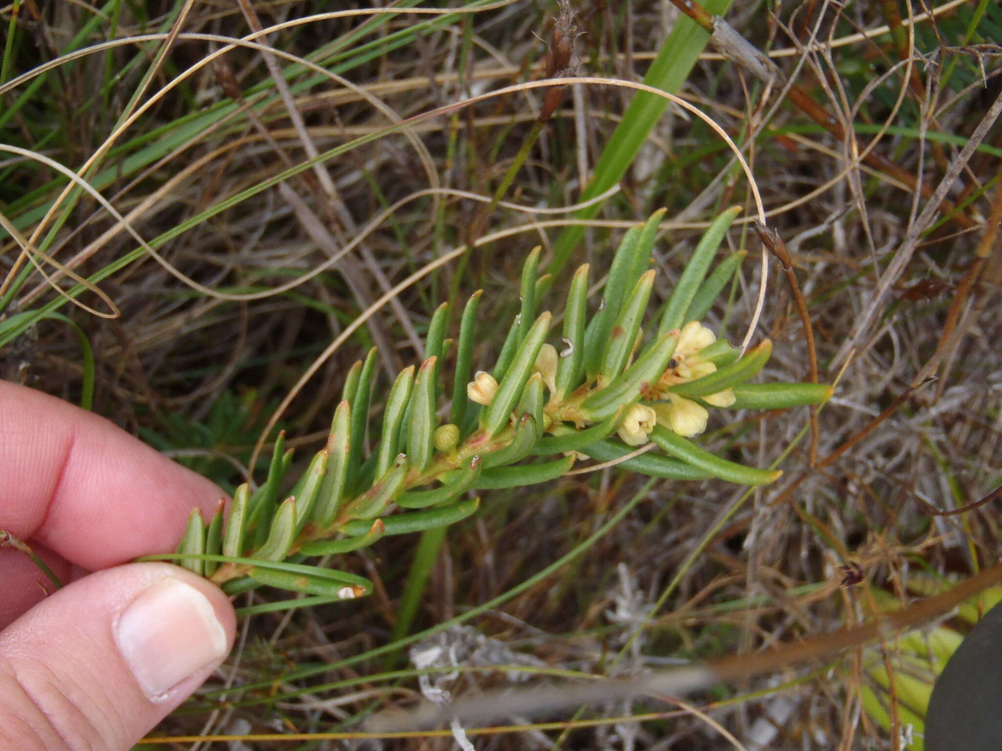 Image of Clutia polygonoides L.