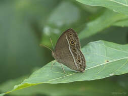 Image of Mycalesis perseoides Moore (1890)