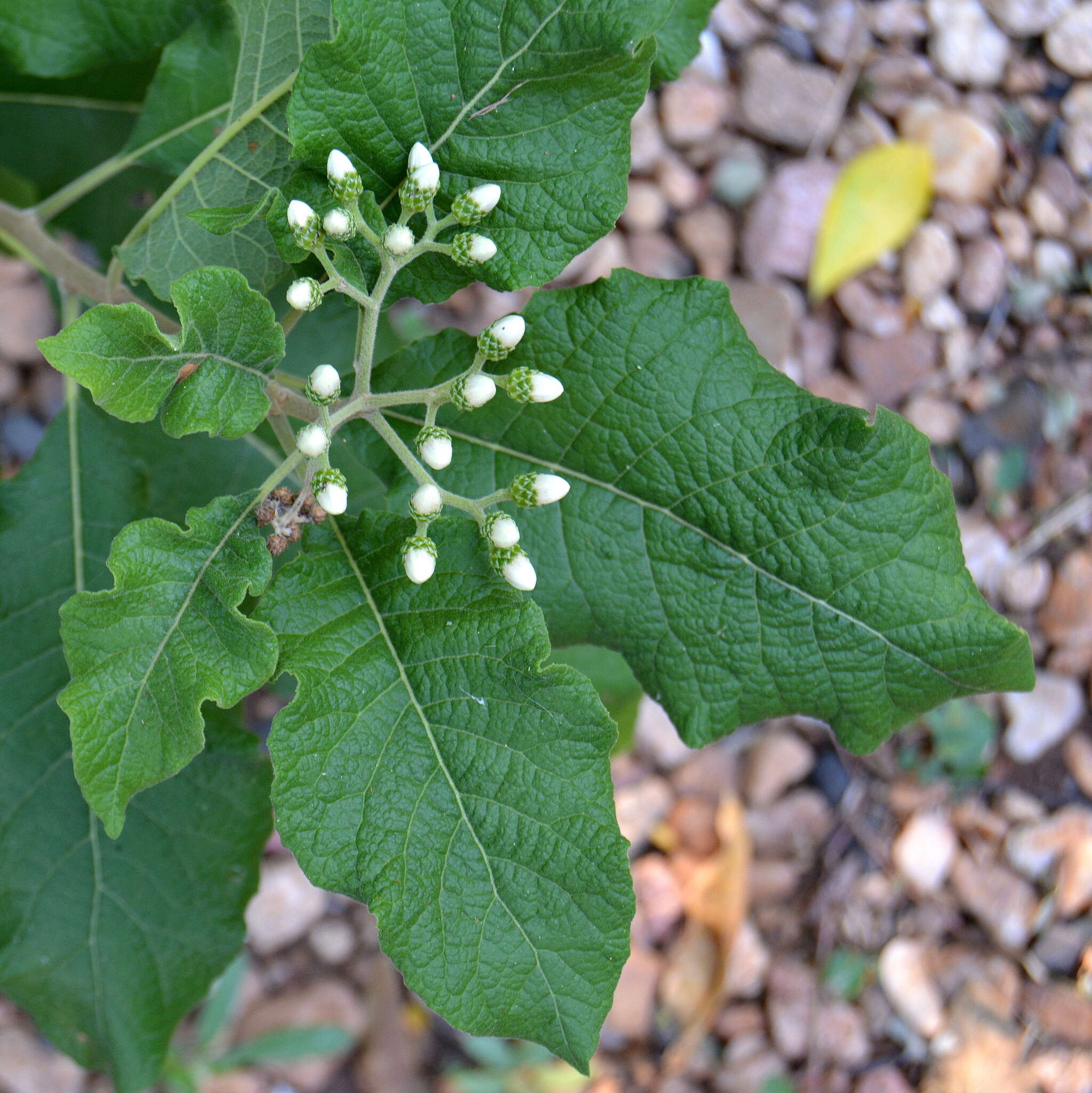 Image of Lowveld veronia