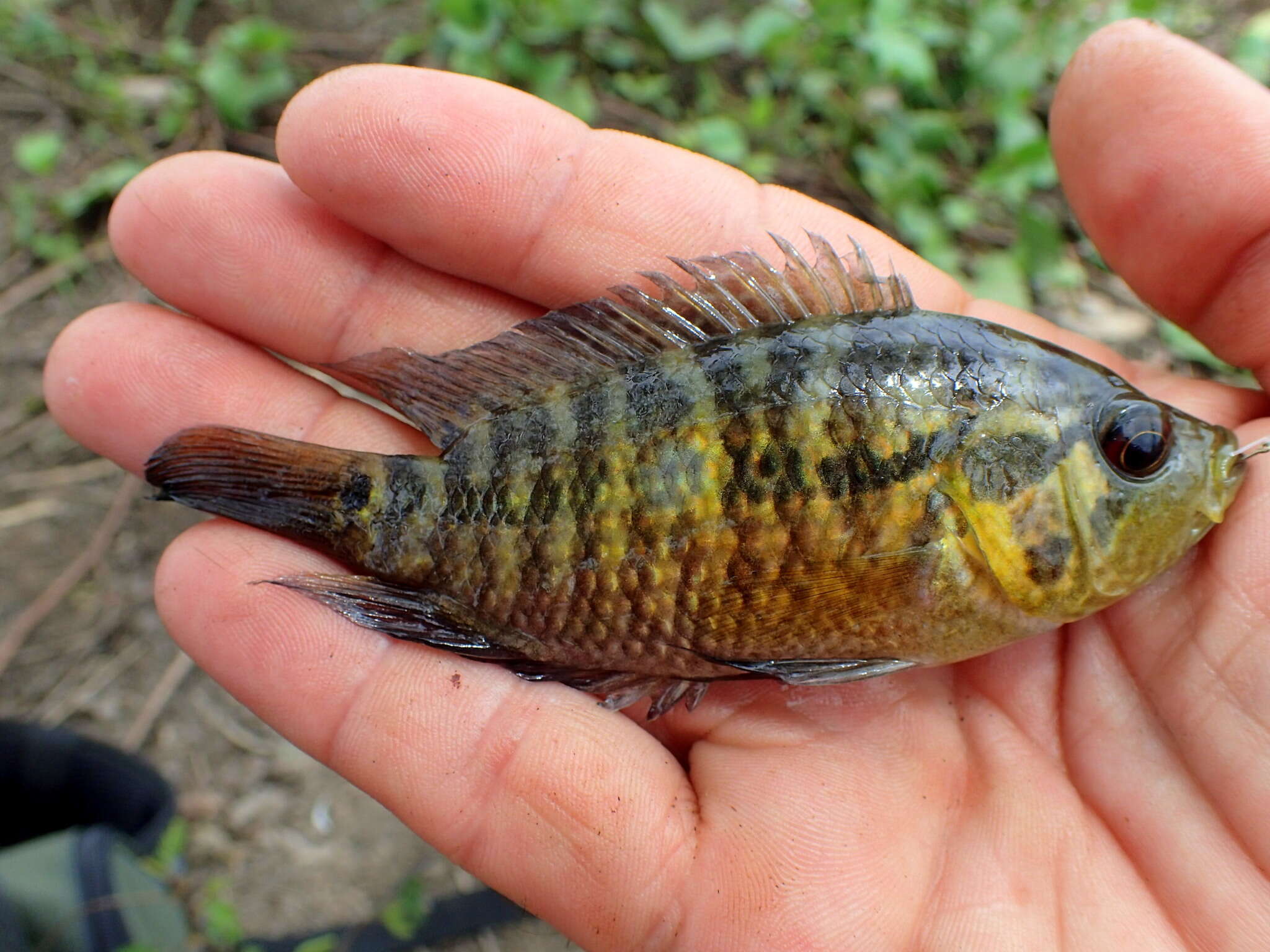 Image of Monarch Cichlid