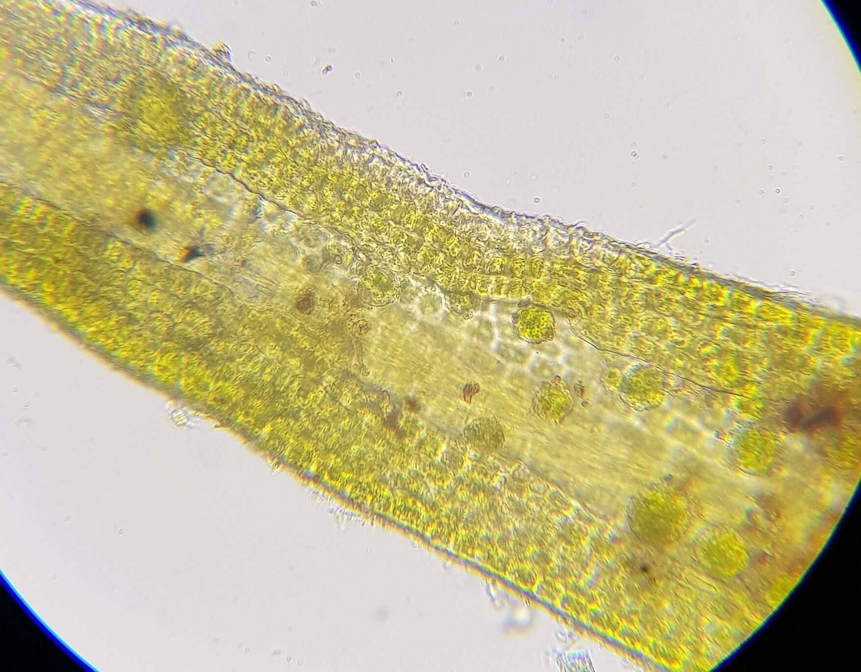 Image of trichostomum moss