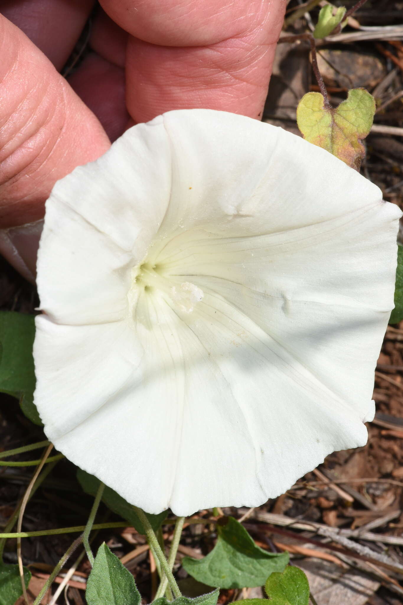 صورة Calystegia subacaulis Hook. & Arn.