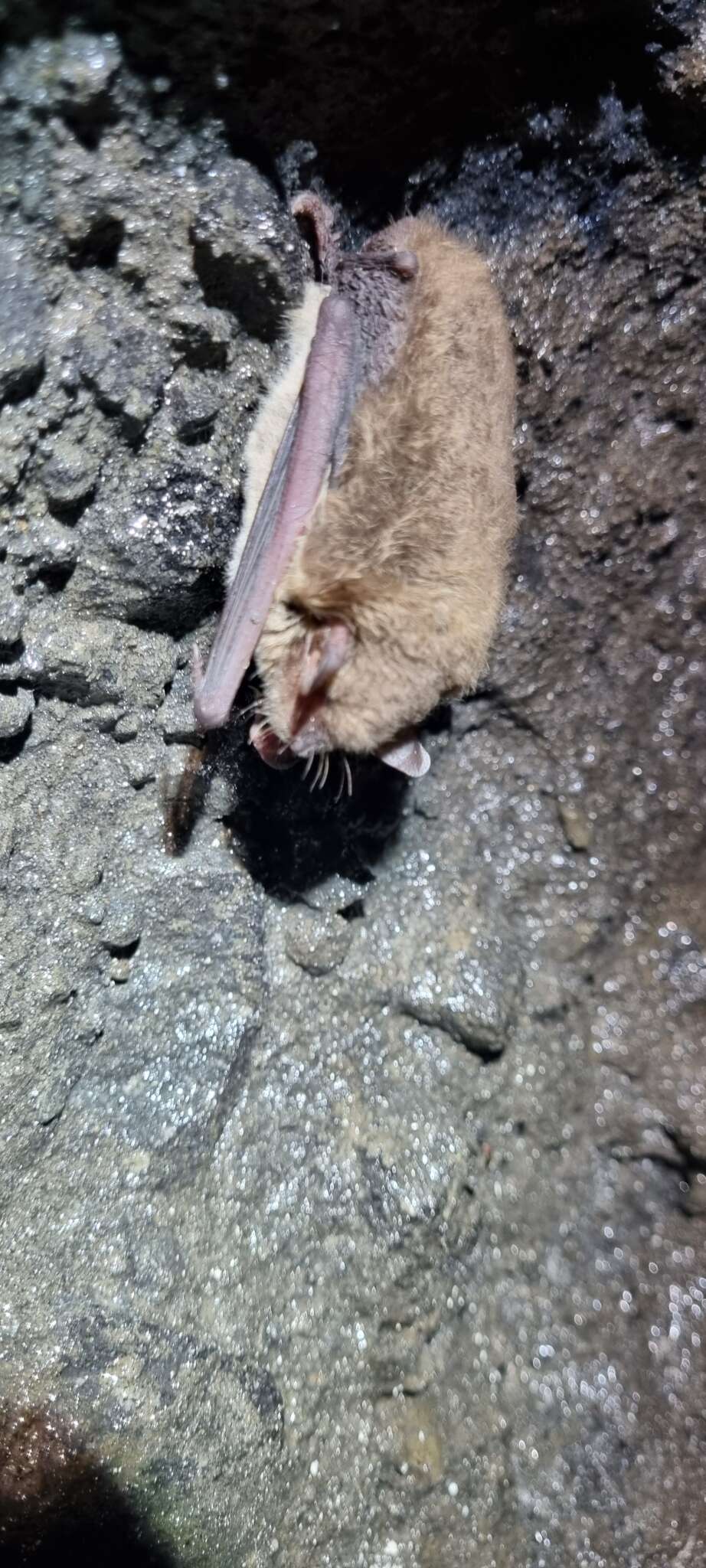 Image of Cave Myotis