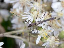 Image of Enchoptera apicalis Saunders 1850