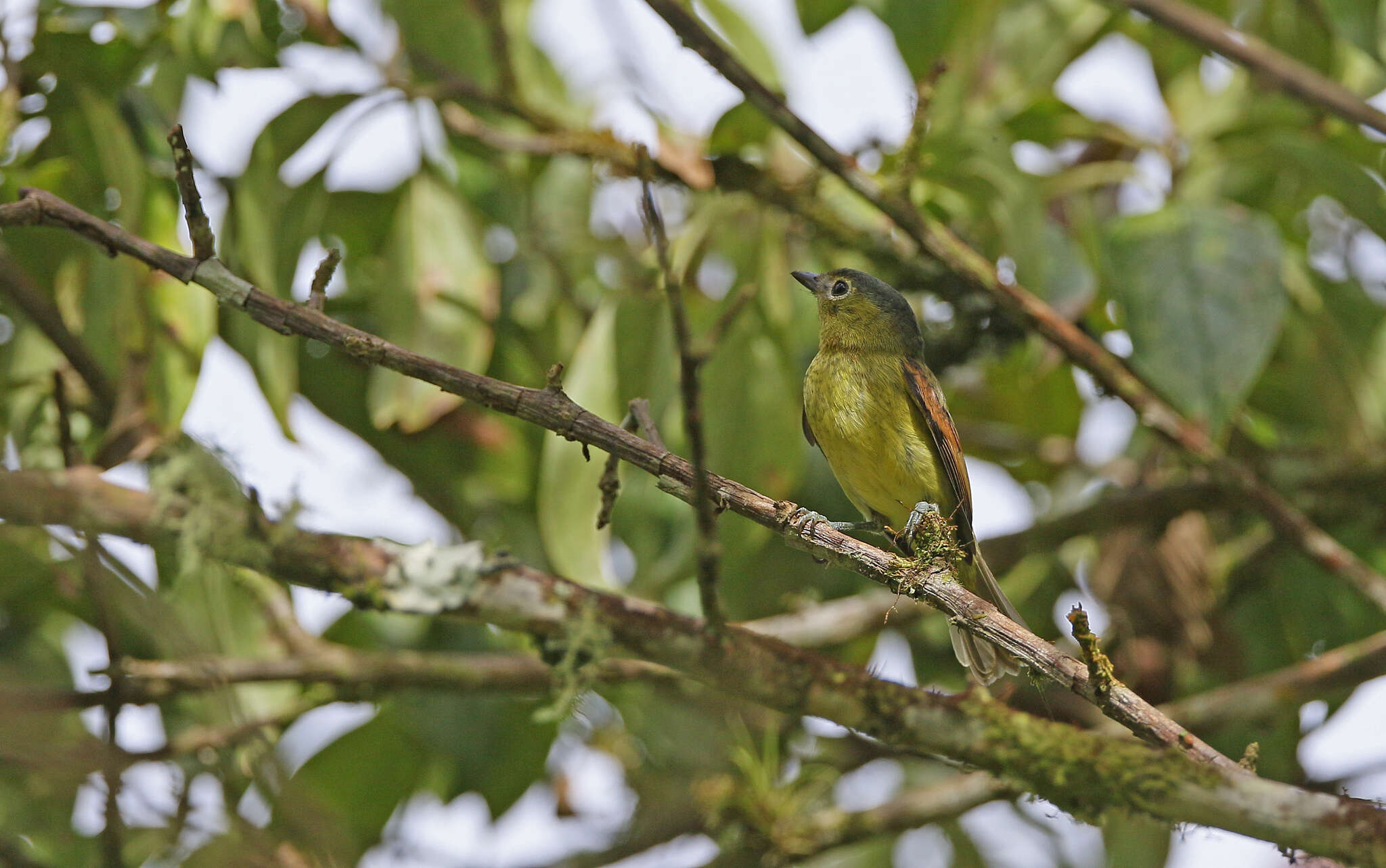 Plancia ëd Pachyramphus versicolor (Hartlaub 1843)