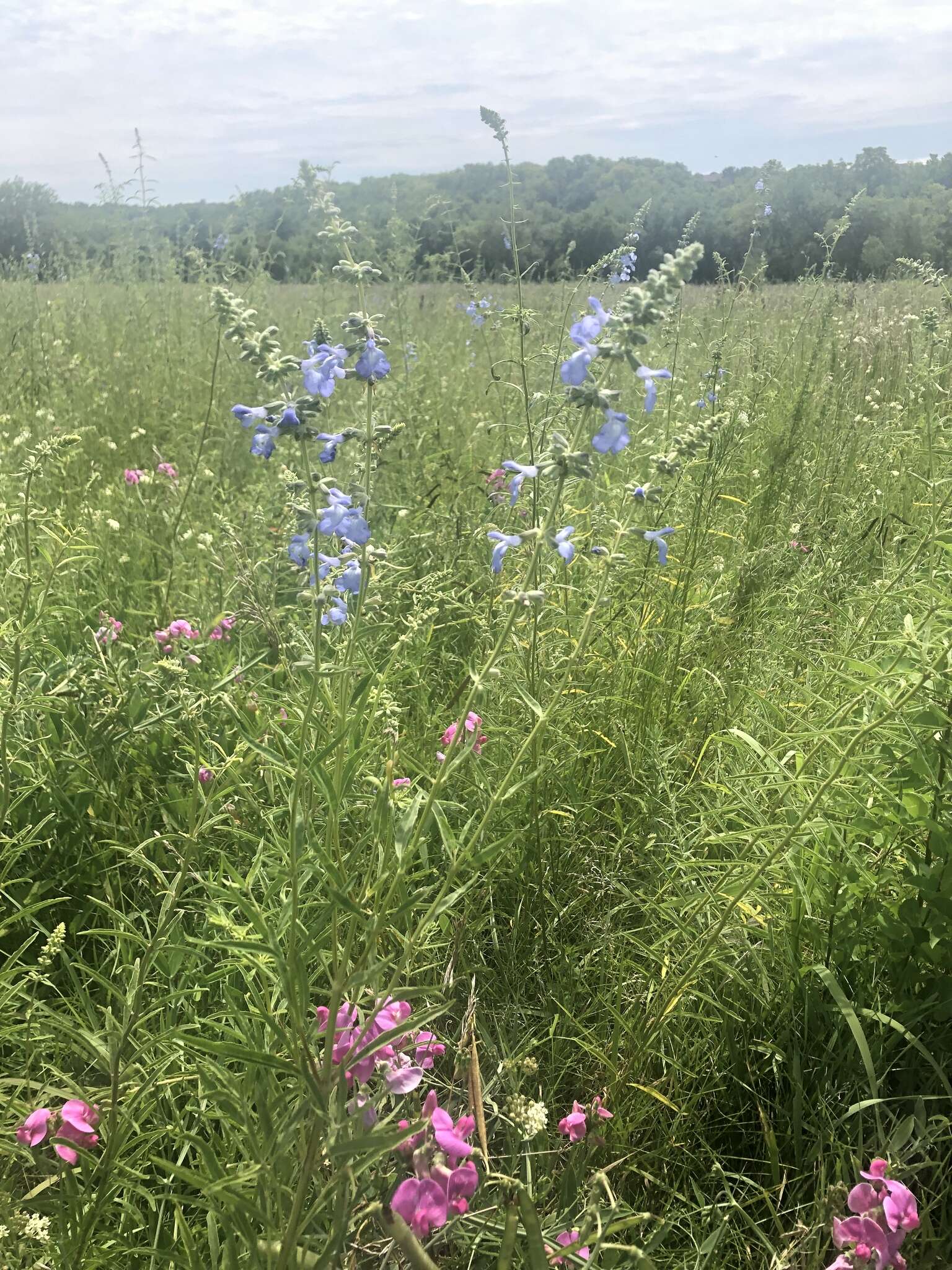 Image of azure blue sage