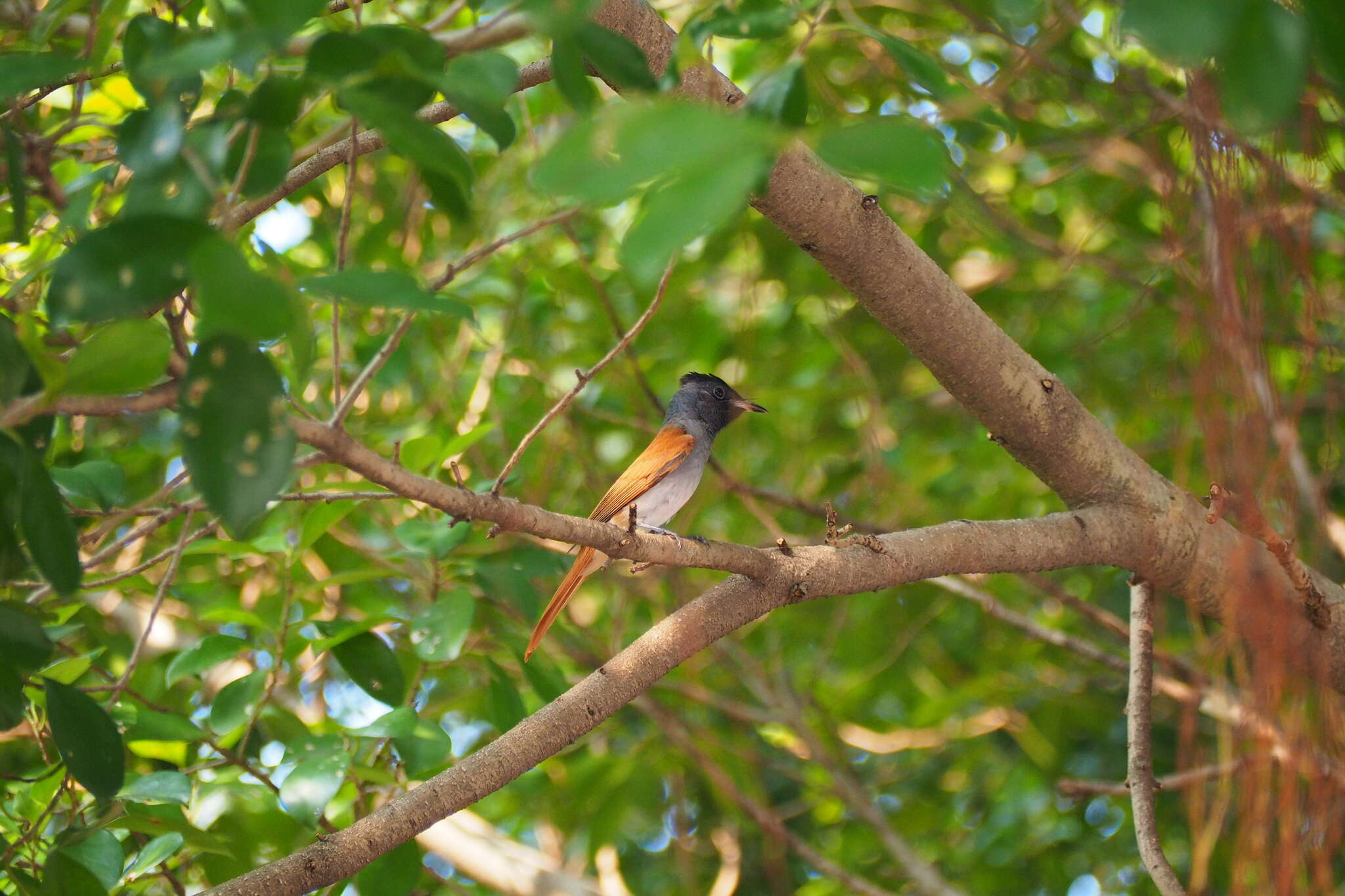 Image of Amur Paradise Flycatcher