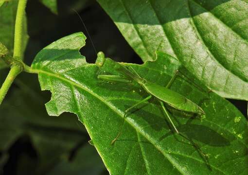 Image of Stagmomantis venusta Saussure & Zehntner 1894