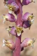 Image of Lachenalia elegans W. F. Barker