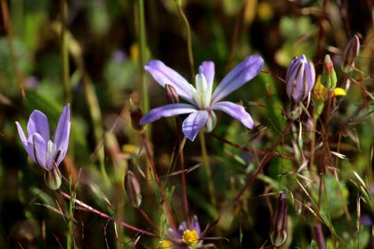 Sivun Brodiaea nana Hoover kuva