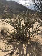 Image de Cylindropuntia californica var. delgadilloana (Rebman & Pinkava) Rebman