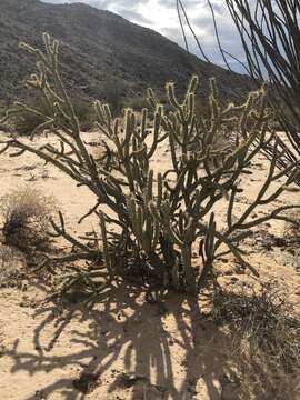 Image de Cylindropuntia californica var. delgadilloana (Rebman & Pinkava) Rebman