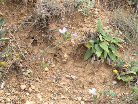 Imagem de Linum hirsutum L.