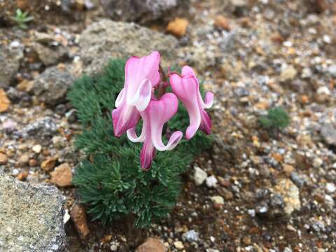 Image of Dicentra peregrina (Rudolph) Makino