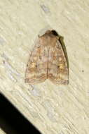 Image of Three-Spotted Sallow