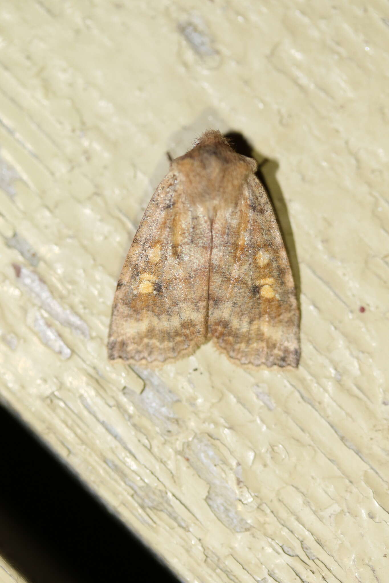 Image of Three-Spotted Sallow