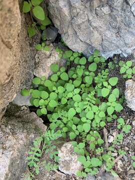 Pholistoma auritum var. arizonicum (M. E. Jones) Constance resmi