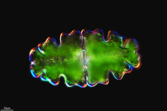 Image of <i>Euastrum oblongum</i>