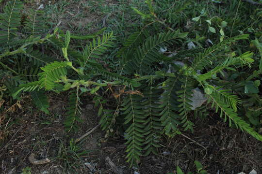 Image de Senna aculeata (Benth.) H. S. Irwin & Barneby