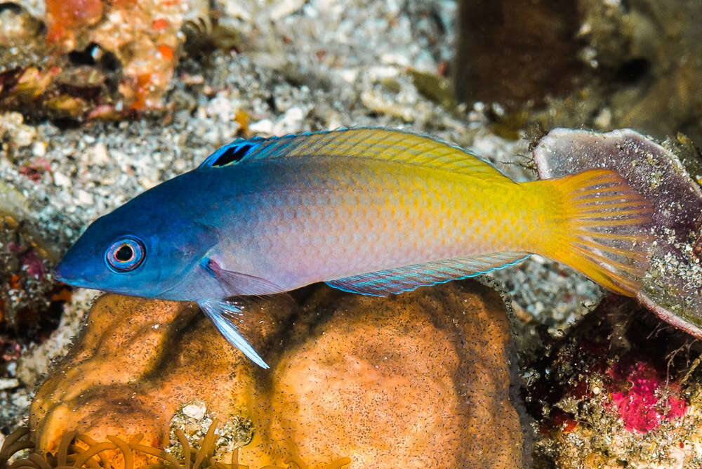 Image of Half-grey wrasse