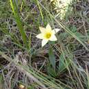 Image of Romulea setifolia N. E. Br.