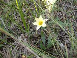 Image of Romulea setifolia N. E. Br.