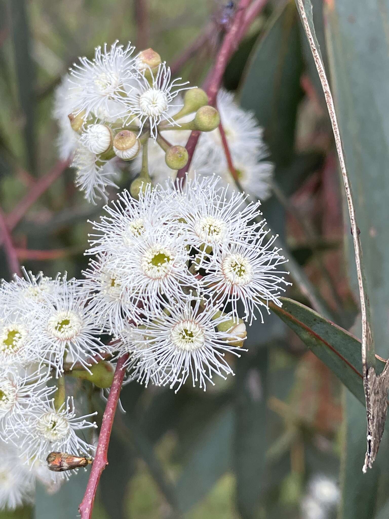 Plancia ëd Eucalyptus pauciflora subsp. pauciflora