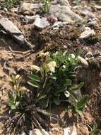 Image de Pedicularis parryi A. Gray