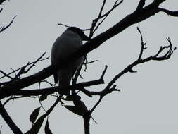 Image of Black-crowned Tityra