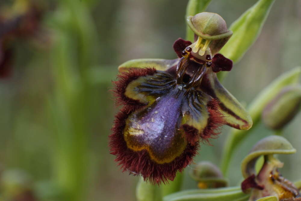 Image of Looking-glass Orchid