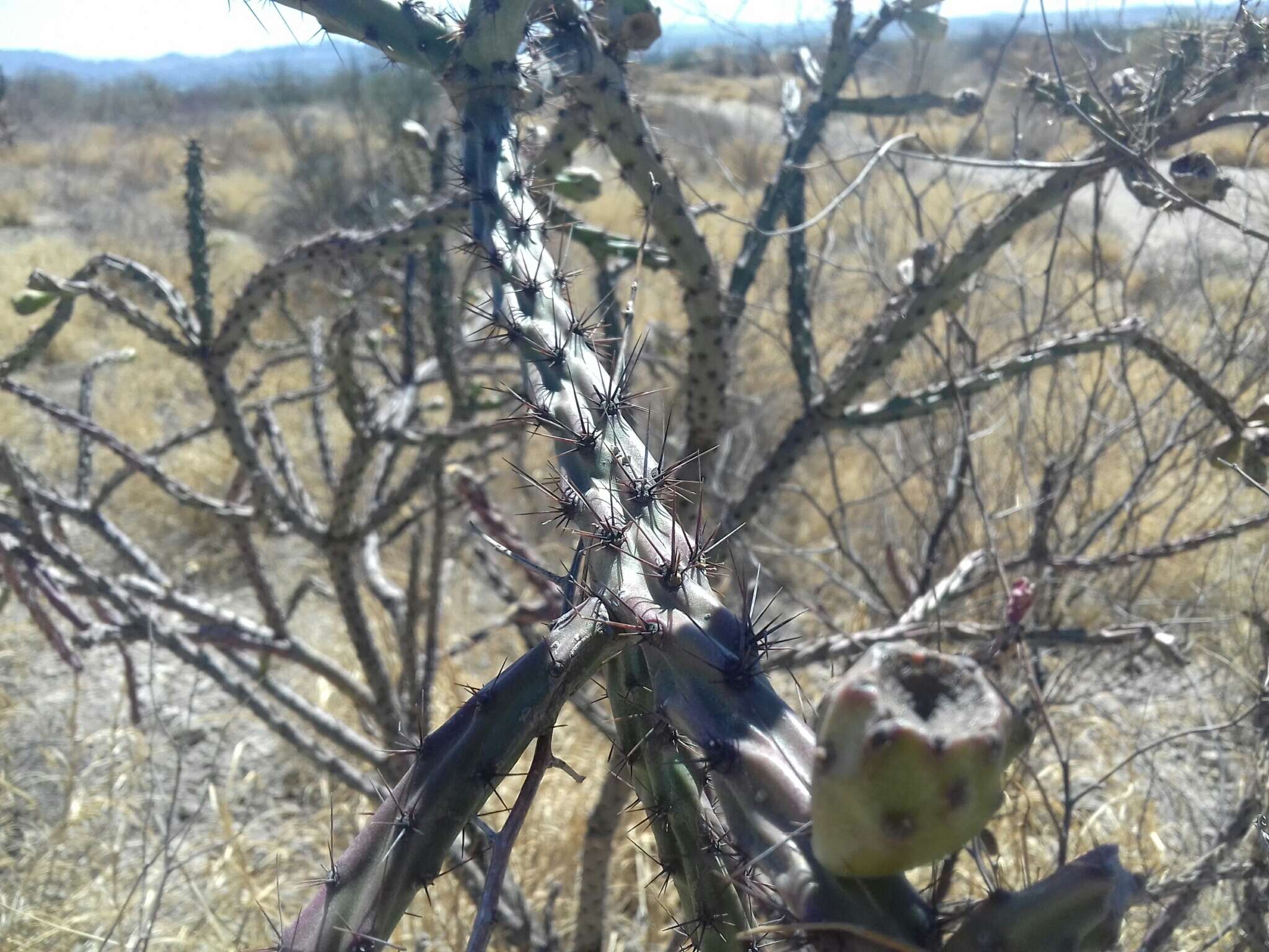 Imagem de Cylindropuntia thurberi (Engelm.) F. M. Knuth