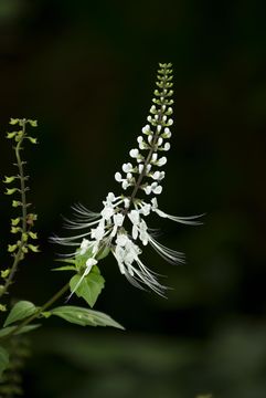 Image of <i>Orthosiphon stamineus</i>