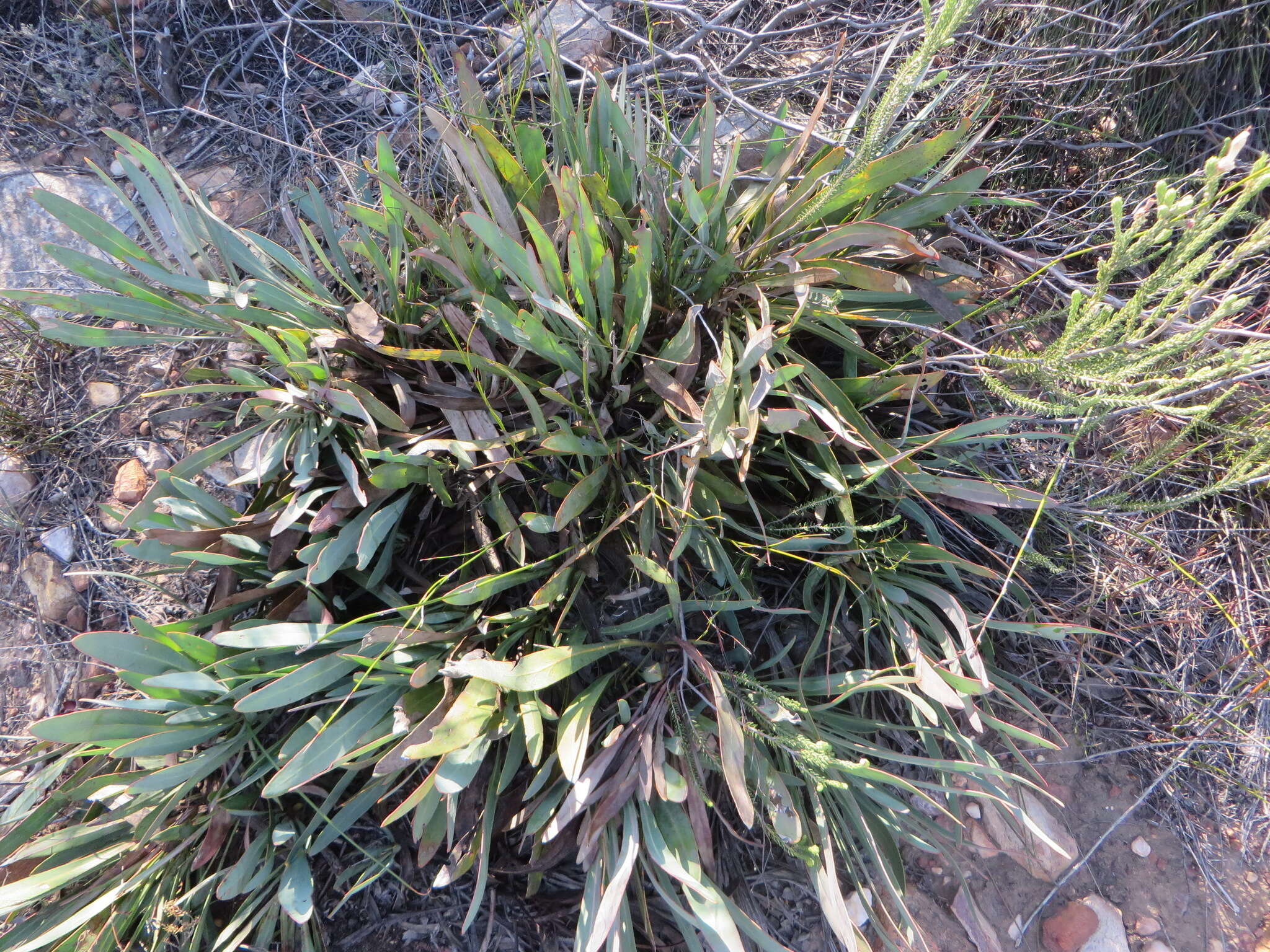 Image of Protea tenax (Salisb.) R. Br.