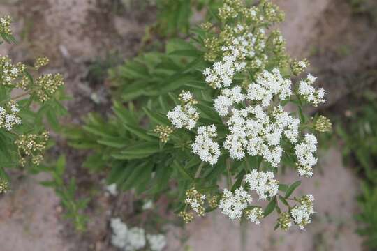 Image de Stevia ovata Willd.