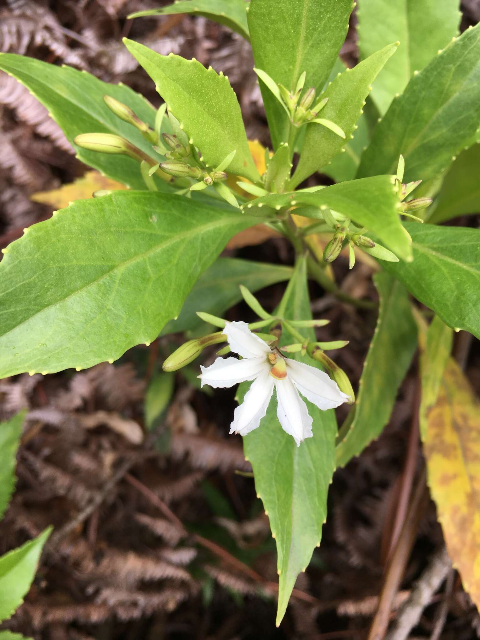 Imagem de Scaevola chamissoniana Gaud.