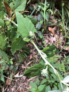 Carduinae resmi