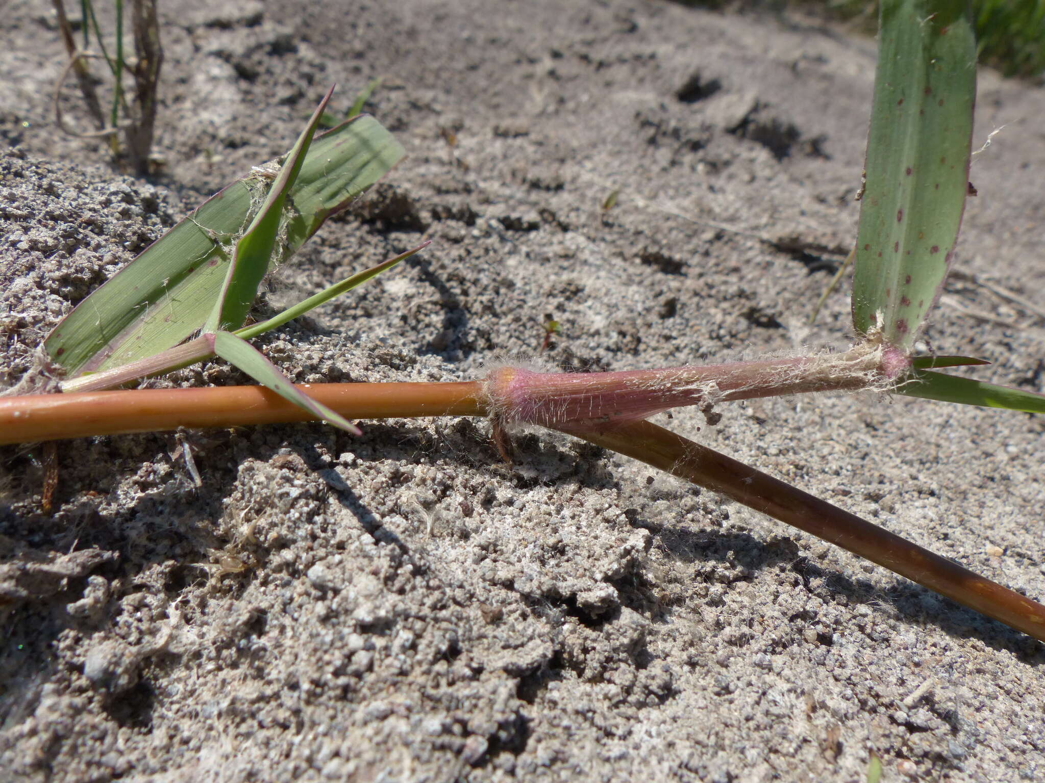 Image de Paspalum distichum L.