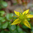 Sedum erythrospermum Hayata的圖片