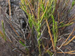 Image of Polygala spinescens Gill.