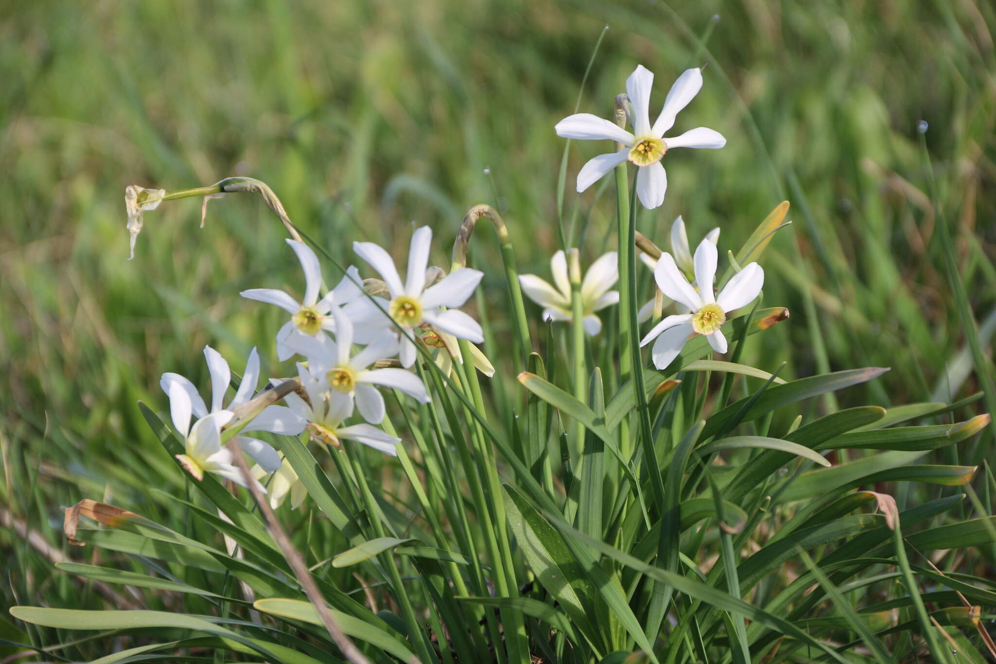 Imagem de Narcissus poeticus subsp. radiiflorus (Salisb.) Baker