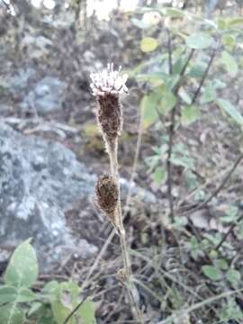 Plancia ëd Acourtia tenoriensis B. L. Turner