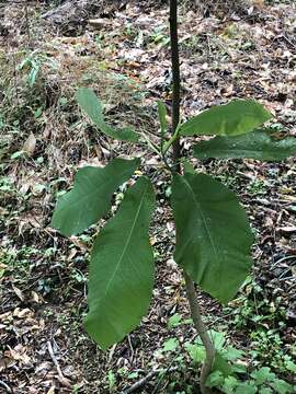 Image of Big-Leaf Magnolia