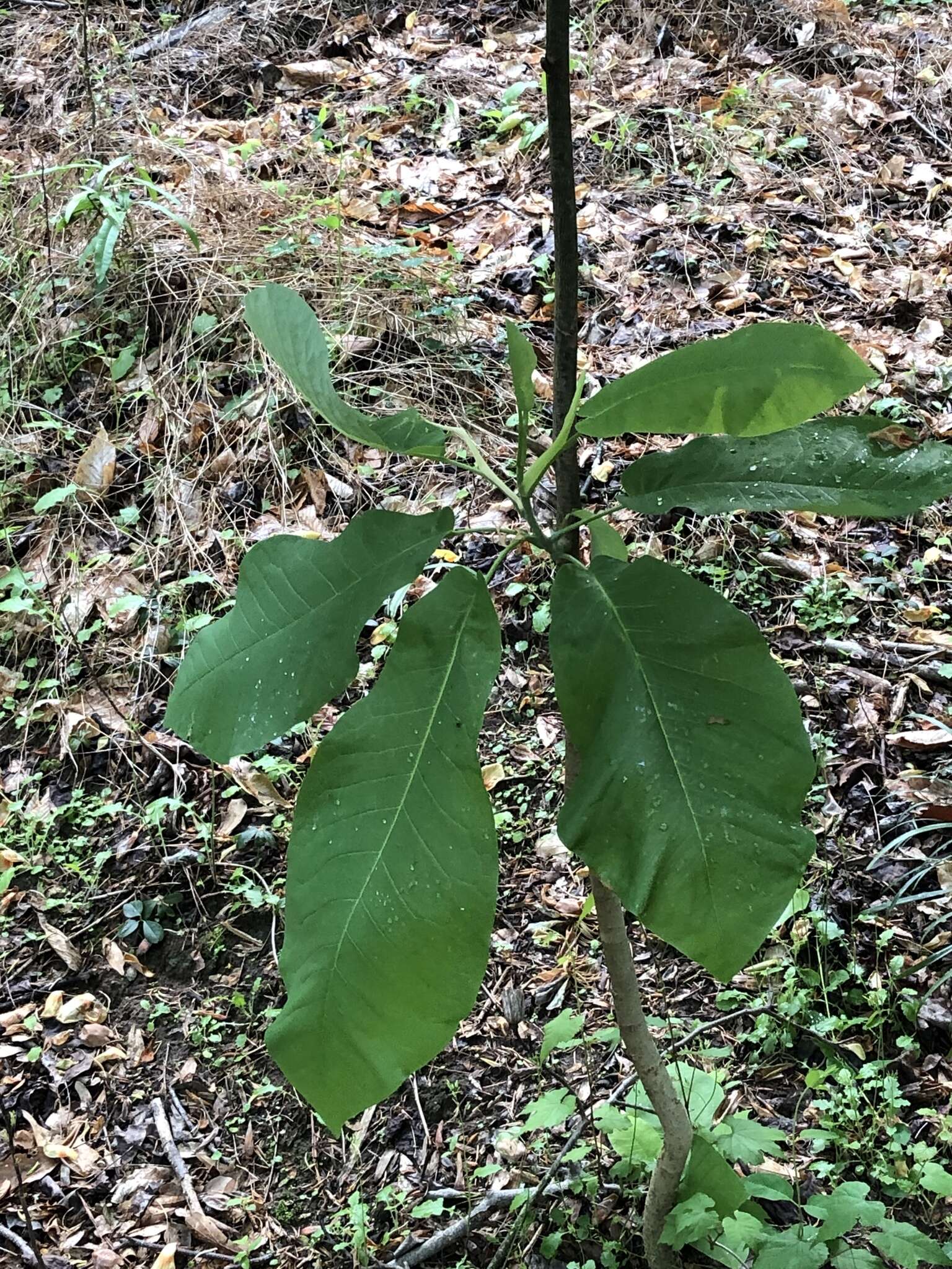 Image of Big-Leaf Magnolia