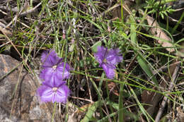 Image of Thysanotus tuberosus subsp. tuberosus